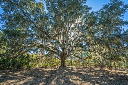 4129 Gnarled Oaks Ln, Johns Island, SC, 29455-7324 | Card Image