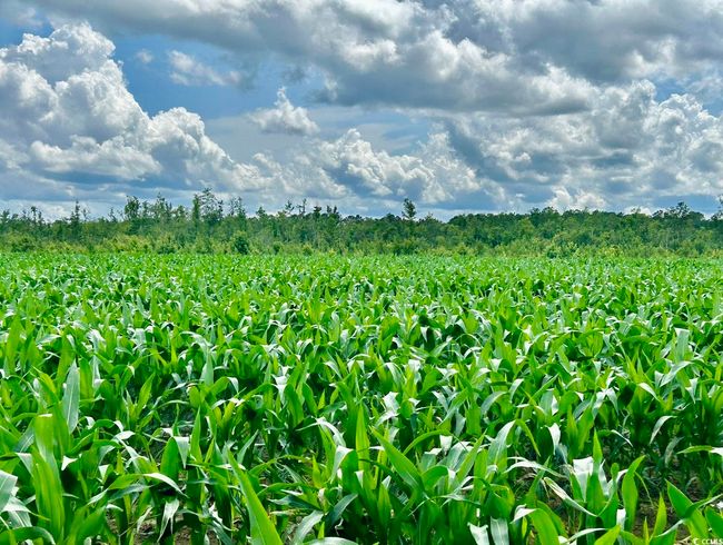 View of nature with large plots for crops and rural landscape | Image 7