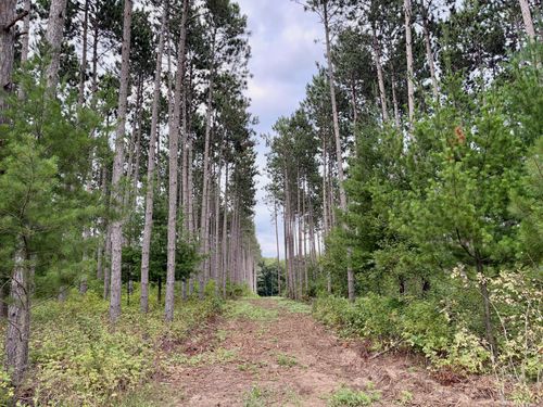 (Lot 1) TBD Tulip St Nw, Stanchfield, MN, 55080 | Card Image