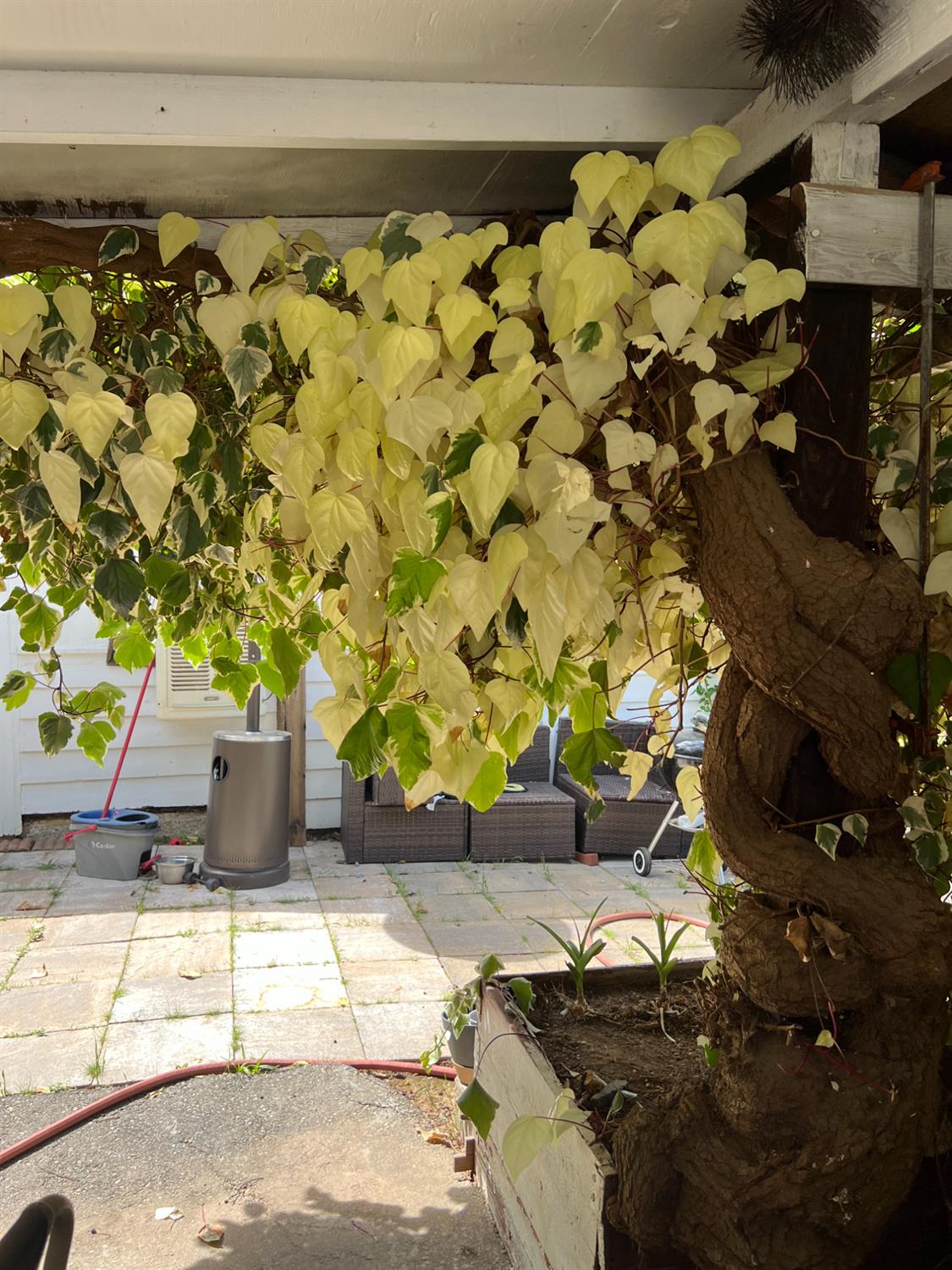 Residential in Placerville 5