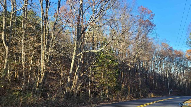 80 acres Rock Creek Rd, Home with 0 bedrooms, 0 bathrooms and null parking in Eva AL | Image 7