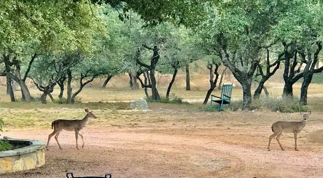 Abundant wildlife. Lots of deer. | Image 39
