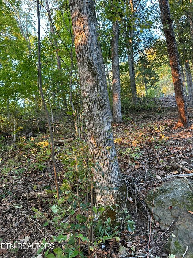 778 Russell Bros Rd, Home with 0 bedrooms, 0 bathrooms and null parking in Sharps Chapel TN | Image 17