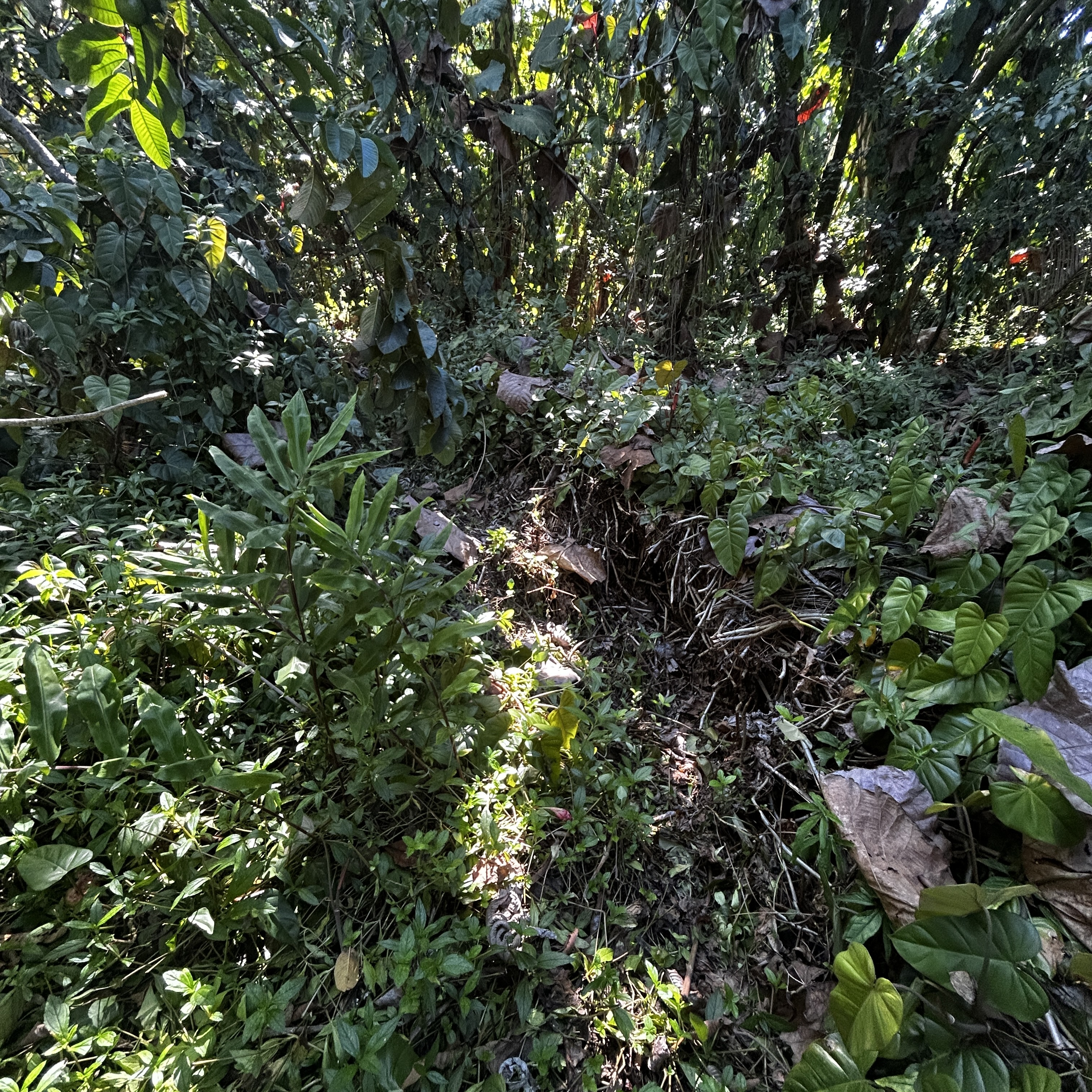 Land in Pahoa 4