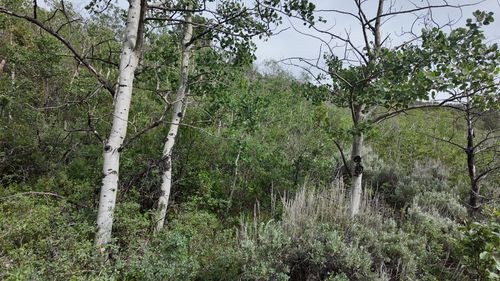 443-4060 Wildlife Way, Kamas, UT, 84036-5505 | Card Image