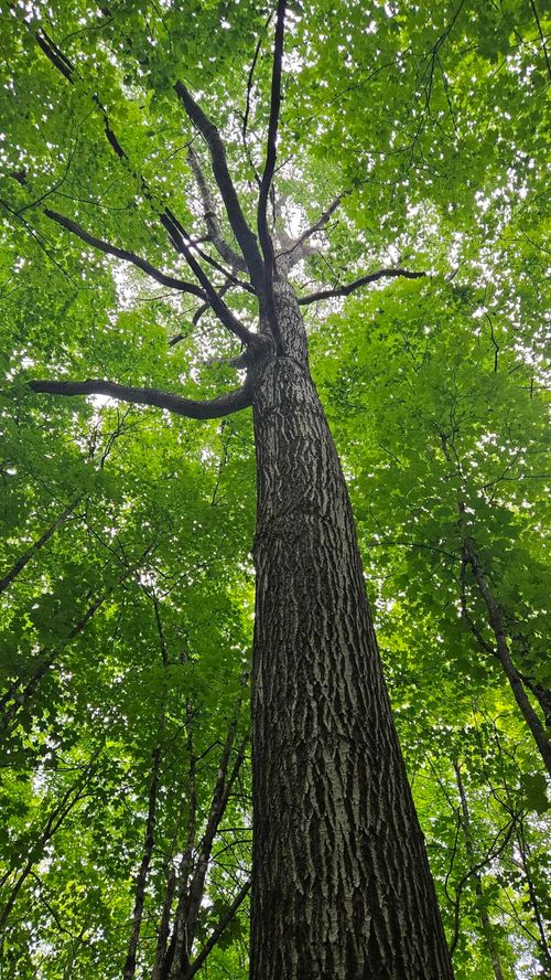 6392 Old Us Highway 45, Watersmeet, MI, 49969 | Card Image