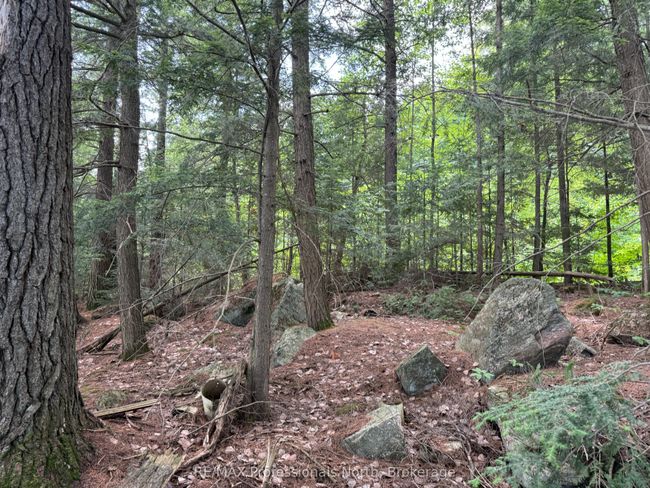 0 Halls Lake Rd, Home with 0 bedrooms, 0 bathrooms and null parking in Algonquin Highlands ON | Image 11