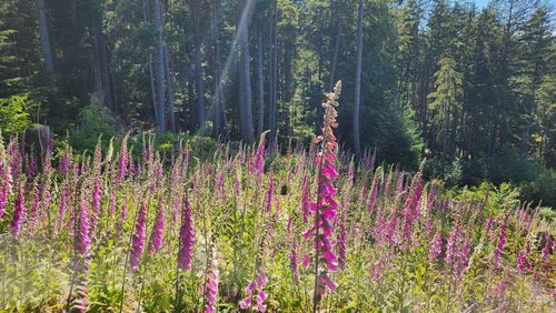 2060 Cape Dr, Bowen Island, BC, V0N1G2 | Card Image