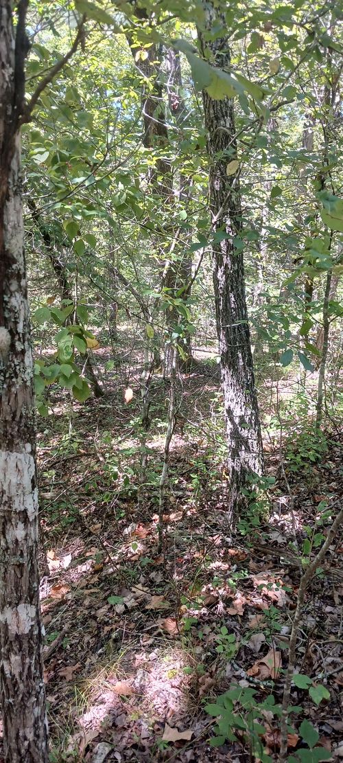 Lot 23 Meadow Lane, Theodosia, MO, 65761 | Card Image