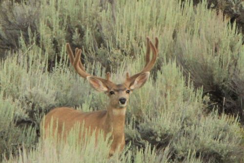 TBD E Highway 40, Craig, CO, 81625 | Card Image