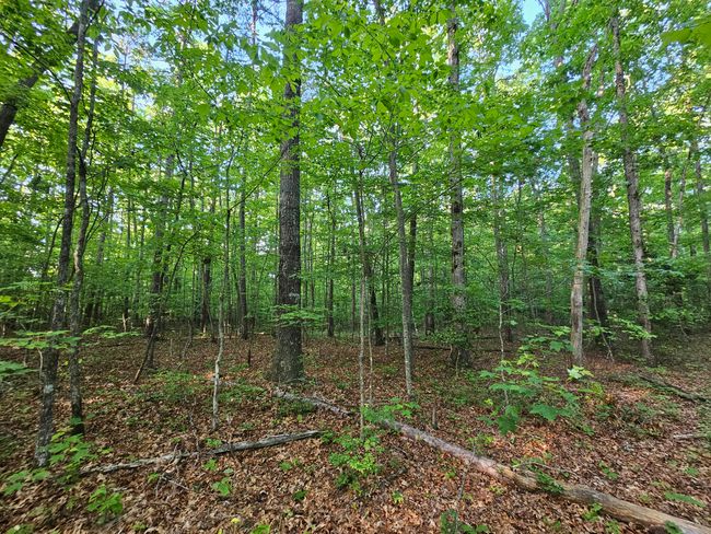 3 Woodfern Lane, Home with 0 bedrooms, 0 bathrooms and null parking in Coalmont TN | Image 7