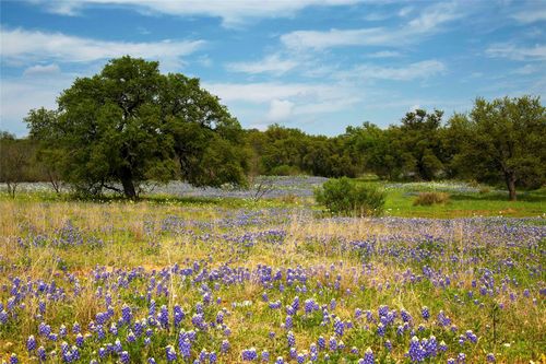 Lot 11 Maddalena Lane, Dripping Springs, TX, 78620 | Card Image