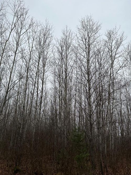 4067-e-ON Burrows Lake Rd, Tomahawk, WI, 54487 | Card Image