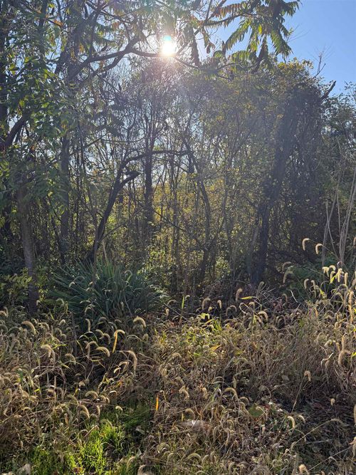 0 Jerome Rd, MOUNT JACKSON, VA, 22842 | Card Image