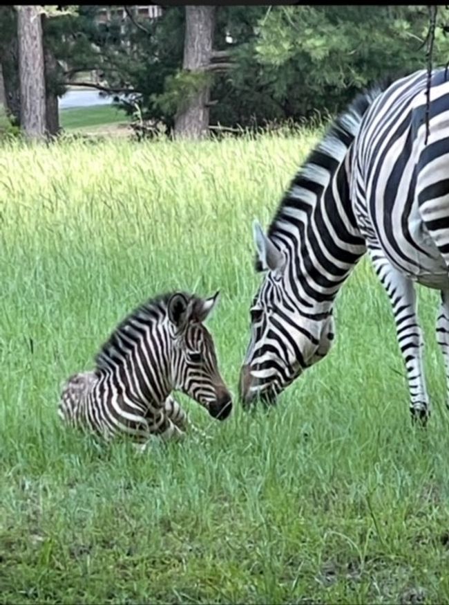 Wild Life | Image 37