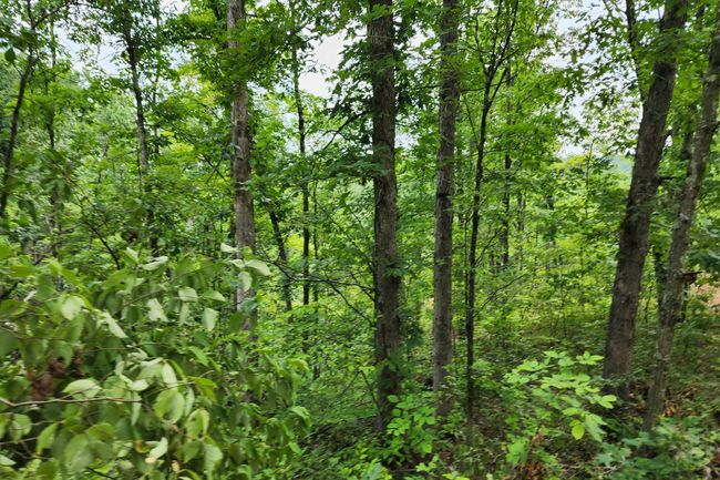 TRACT-3 - 0 Back Run Rd, Home with 0 bedrooms, 0 bathrooms and null parking in Philo OH | Image 10