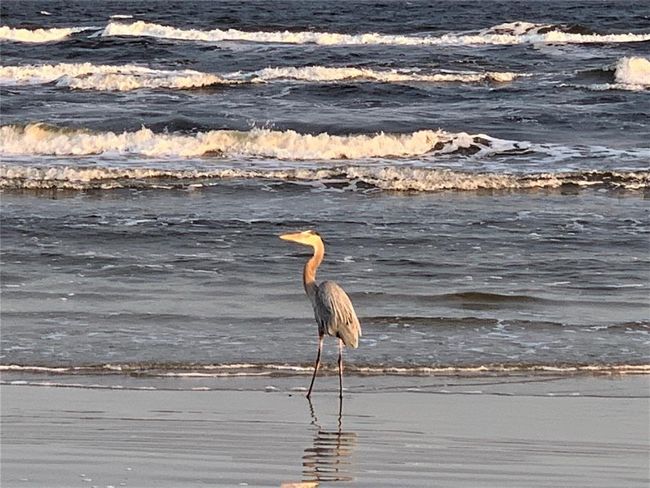 Now this guy likes to steal bait so if you see him headed your way, keep an eye on your bait... | Image 34