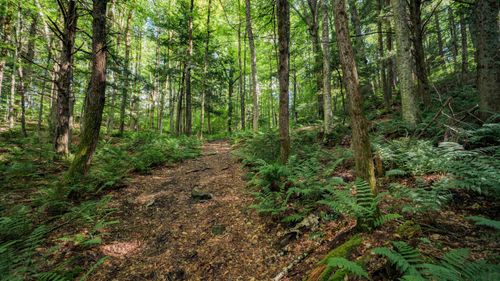 00 Ryder Pond Rd E, Whitingham, VT, 05361 | Card Image