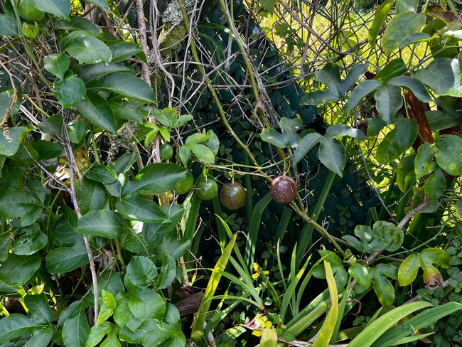 15-376 Puni Makai Loop S, House other with 3 bedrooms, 2 bathrooms and null parking in PAHOA HI | Image 25
