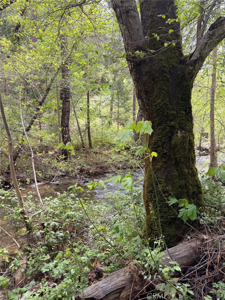 Land in Coulterville 3