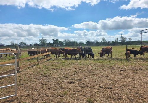 816 Raccoon Bend Rd, Bellville, TX, 77418-6166 | Card Image