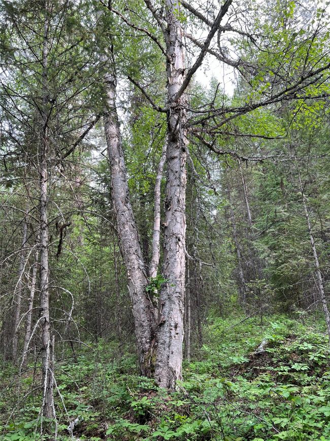 even some birch towards the west part of the south 20 acres | Image 126