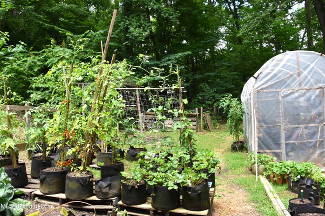 Glen art tomatoes | Image 39