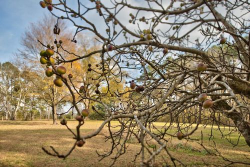 1-5140 Seven Islands Road, Madison, GA, 30650 | Card Image