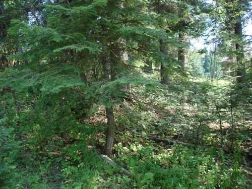 2 Majestic View Dr, McCall, ID, 83638 | Card Image