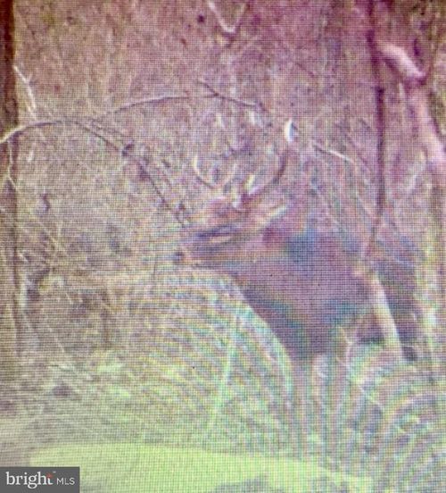 0 Goose Creek Rd, TODDVILLE, MD, 21672 | Card Image