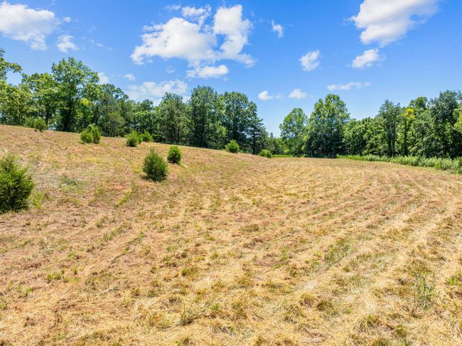 Cleared Area | Image 11