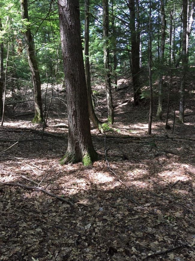 1 - 0 Old Ledge Road, Home with 0 bedrooms, 0 bathrooms and null parking in Westminster VT | Image 7