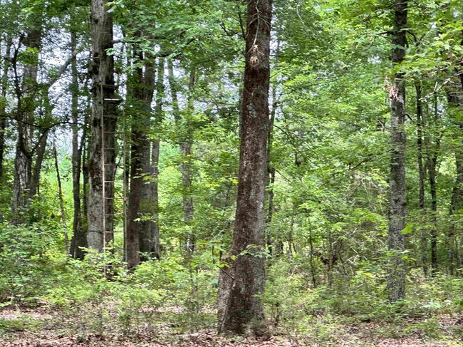 000 Oak Dale Rd, Home with 0 bedrooms, 0 bathrooms and null parking in Lonoke AR | Image 41