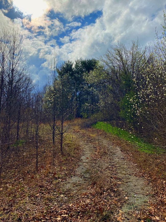 33 Friar Tuck Loop & 284 Turkey Scratch Rd, Home with 0 bedrooms, 0 bathrooms and null parking in Spencer TN | Image 5