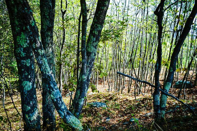 Hardwood Trees | Image 6