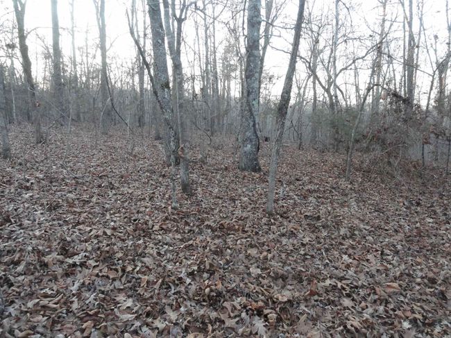 313 Mayapple Rd, Home with 0 bedrooms, 0 bathrooms and null parking in Harriet AR | Image 6