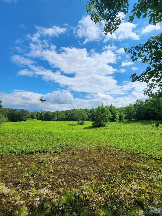 So private and full of nature. I saw 8 Swallowtail Monarchs as I took photos. Lots of deer sign too. | Image 53
