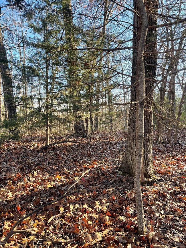 View of local wilderness | Image 6