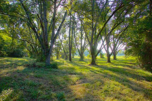 11925 Old Jackson Rd, Somerville, TN, 38068 | Card Image