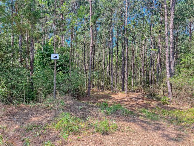 25417 County Road 459, Home with 0 bedrooms, 0 bathrooms and null parking in Broaddus TX | Image 8