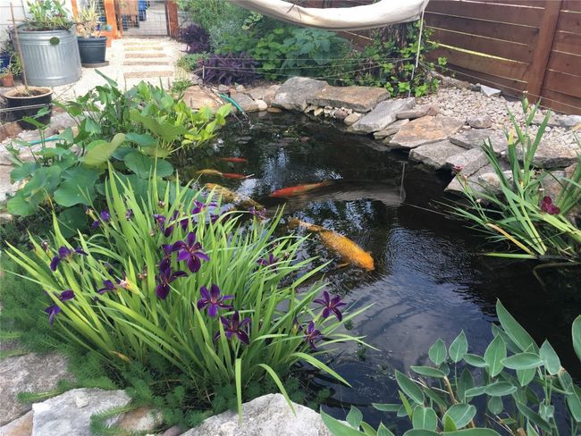 The koi fish do not convey. | Image 11