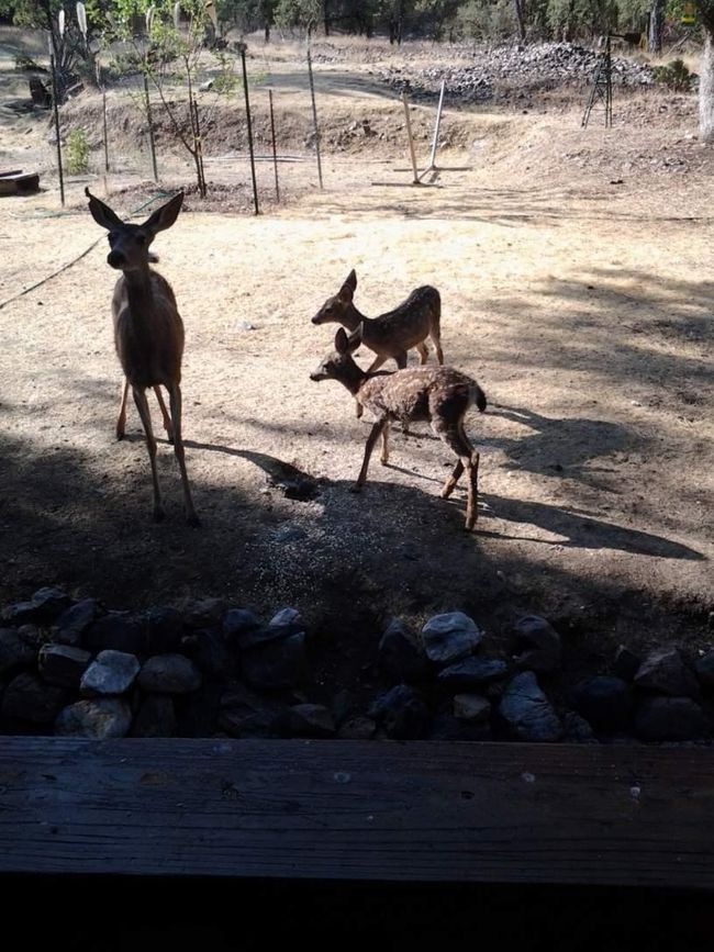 9110 Hidden Valley Rd, House other with 1 bedrooms, 1 bathrooms and null parking in Mountain Ranch CA | Image 38