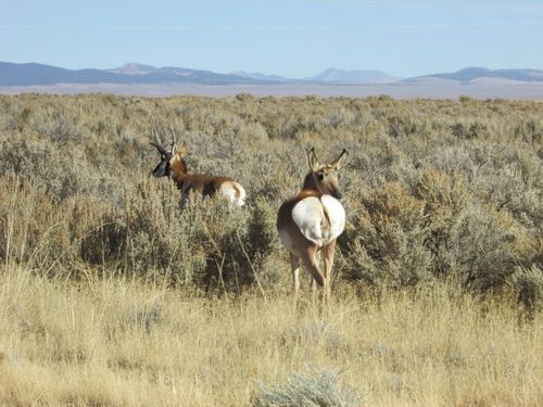 8410 Big Horn Rd, Beryl, UT, 84714 | Card Image
