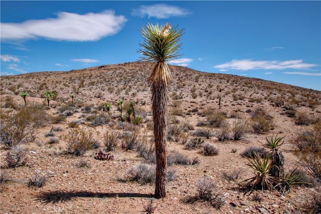60024 Old Chisholm Trl, Home with 0 bedrooms, 0 bathrooms and null parking in Joshua Tree CA | Image 4