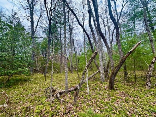 144 Gunter Place Rd, Home with 0 bedrooms, 0 bathrooms and null parking in Sunbright TN | Image 7