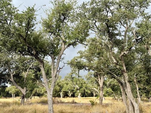 139-290 Stallion Dr, Harper, TX, 78631 | Card Image