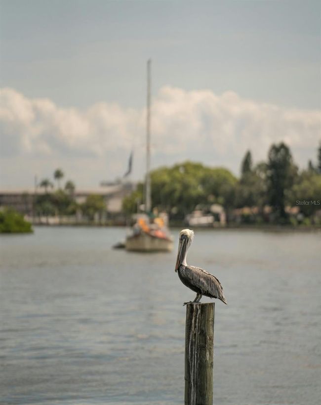 266 44 Th Ave, House other with 2 bedrooms, 1 bathrooms and null parking in ST PETE BEACH FL | Image 19
