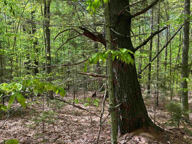0 Snell Rd, Home with 0 bedrooms, 0 bathrooms and null parking in Chester VT | Image 19