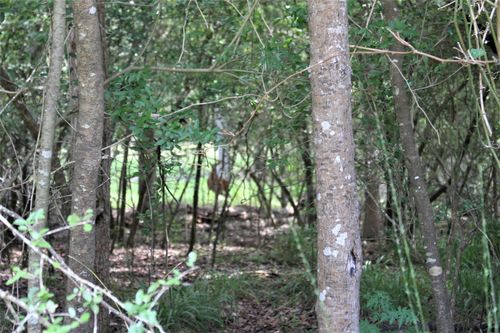 000 Running Deer, Grapeland, TX, 75844 | Card Image