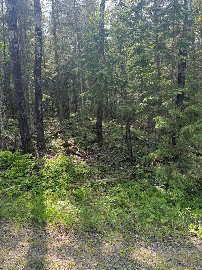Forest Image | Image 11